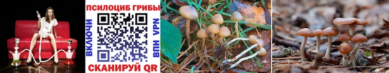 Галлюциногенные грибы Psilocybe  blacksprut ONION  Змеиногорск 